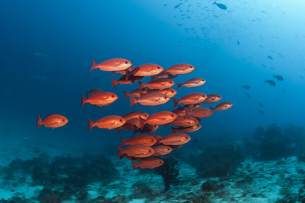 Shoal of Slender Pinjalo Snapper, Pinjalo lewisi, Raja Ampat, West Papua, Indonesia