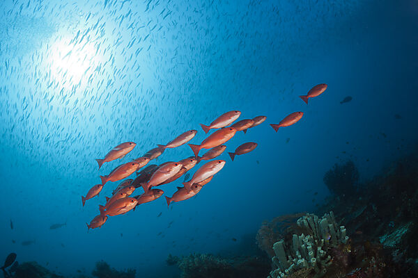 Shoal of Slender Pinjalo Snapper, Pinjalo lewisi, Raja Ampat, West Papua, Indonesia