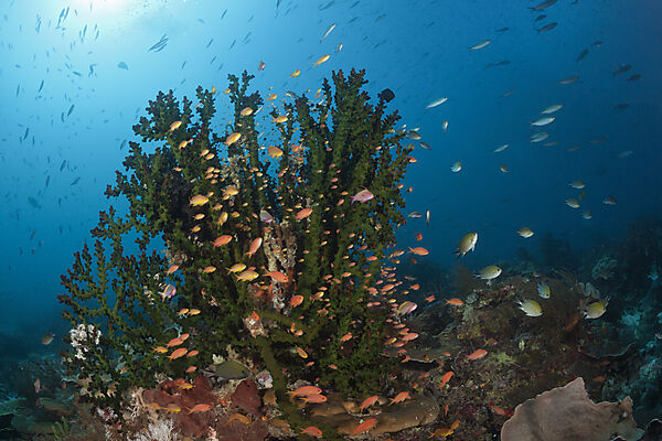 Red Cheeked Anthias over Coral Reef, Pseudanthias huchtii, Raja Ampat, West Papua, Indonesia