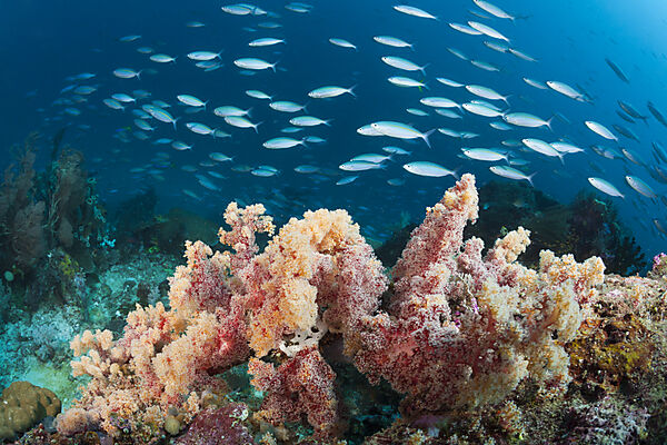 Gelblinien-Fuesiliere ueber Korallenriff, Pterocaesio tesselata, Raja Ampat, West Papua, Indonesien