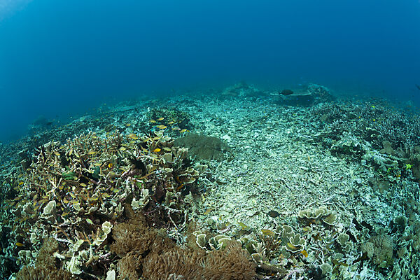 Zerstoertes Korallenriff, Raja Ampat, West Papua, Indonesien