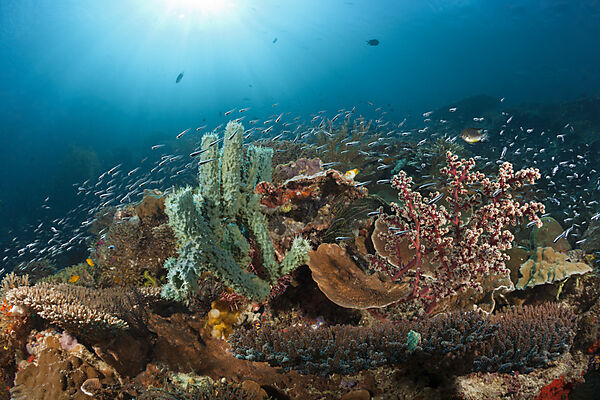 Buntes Korallenriff, Raja Ampat, West Papua, Indonesien