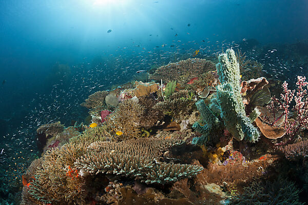 Buntes Korallenriff, Raja Ampat, West Papua, Indonesien