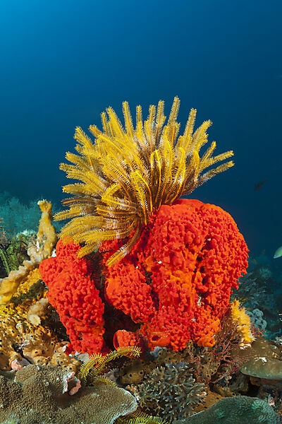 Federstern auf Schwamm, Comanthina sp., Raja Ampat, West Papua, Indonesien