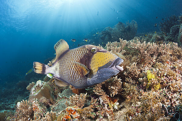Gruener Riesendruecker, Balistoides viridescens, Raja Ampat, West Papua, Indonesien