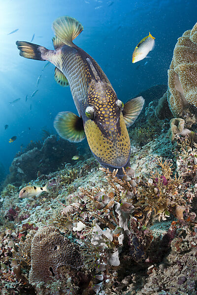 Gruener Riesendruecker, Balistoides viridescens, Raja Ampat, West Papua, Indonesien