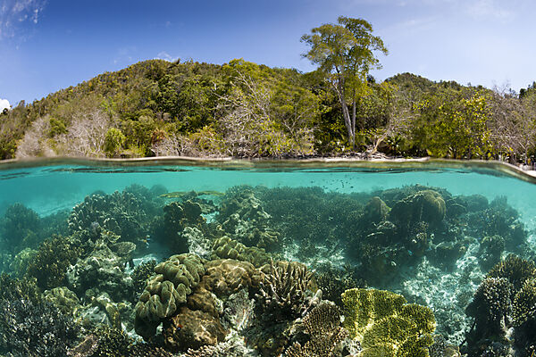 Korallen im Flachwasser, Raja Ampat, West Papua, Indonesien