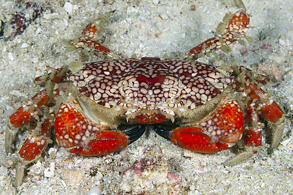 Rundkrabbe, Etisus sp., Raja Ampat, West Papua, Indonesien