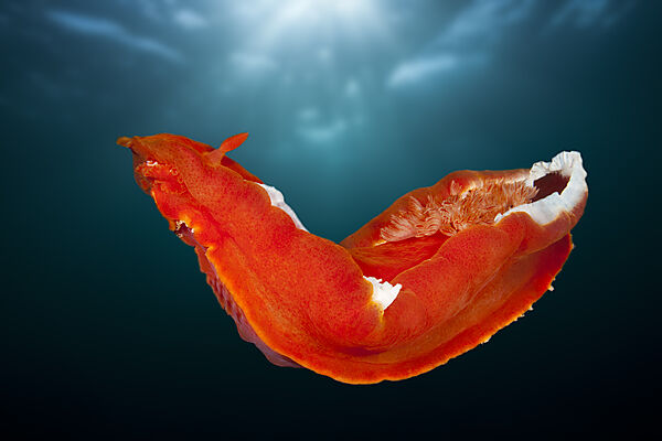 Spanische Taenzerin, Hexabranchus sanguineus, Raja Ampat, West Papua, Indonesien
