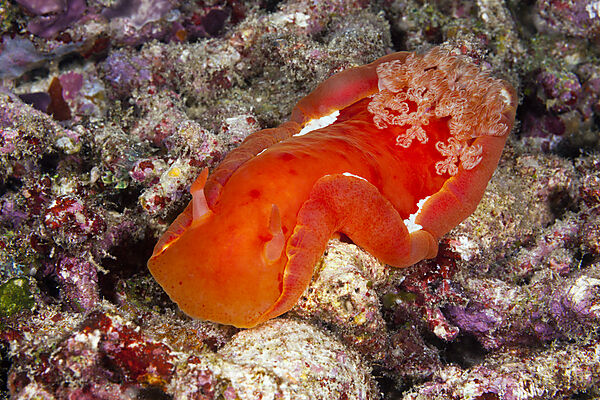 Spanische Taenzerin, Hexabranchus sanguineus, Raja Ampat, West Papua, Indonesien