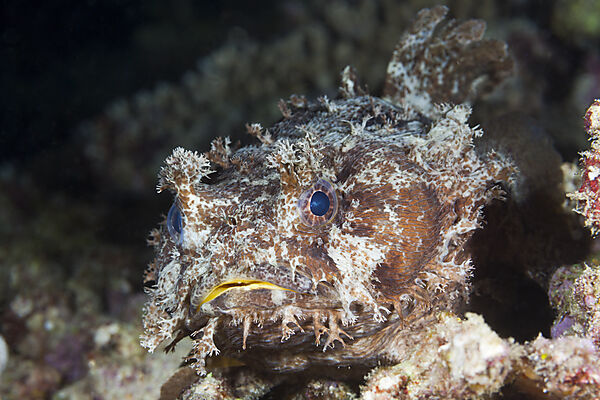 Gebaenderter Kroetenfisch, Halophryne diemensis, Raja Ampat, West Papua, Indonesien