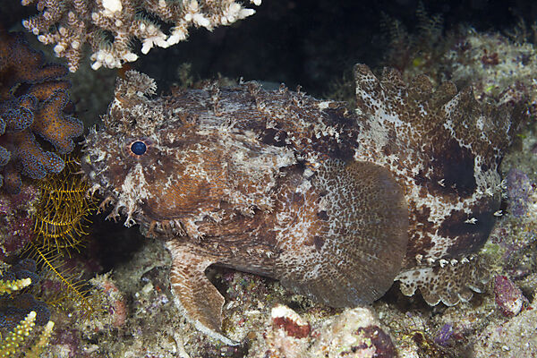 Gebaenderter Kroetenfisch, Halophryne diemensis, Raja Ampat, West Papua, Indonesien