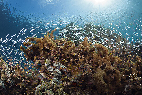 Fischschwarm an Korallenriff, Raja Ampat, West Papua, Indonesien