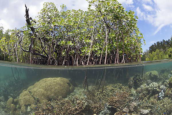 Korallen unter Mangroven, Raja Ampat, West Papua, Indonesien
