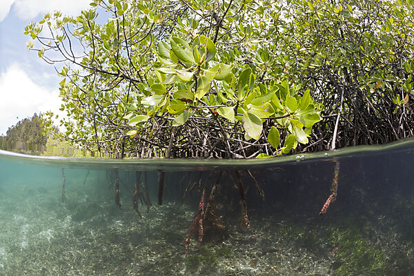 Mangroven, Raja Ampat, West Papua, Indonesien