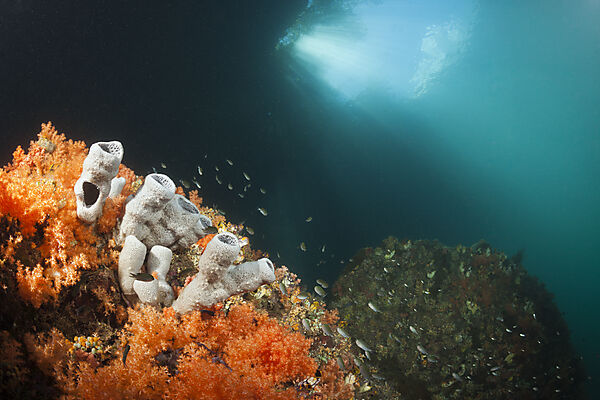 Corals growing near Mangroves, Raja Ampat, West Papua, Indonesia