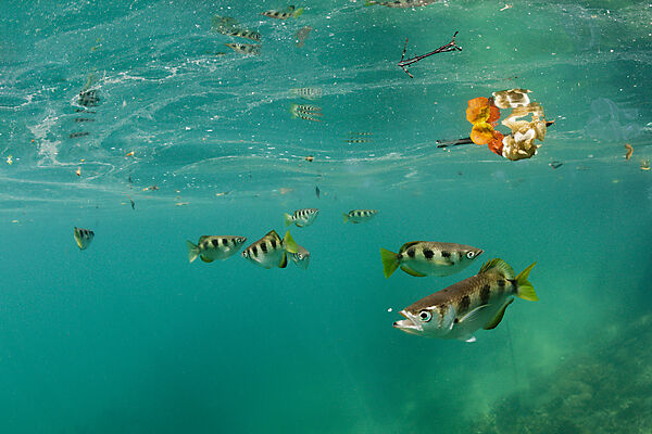 Banded Archerfish, Toxotes jaculatrix, Raja Ampat, West Papua, Indonesia