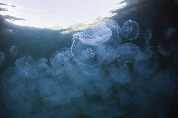 Aggregation of Moon Jellyfish, Aurelia aurita, Raja Ampat, West Papua, Indonesia