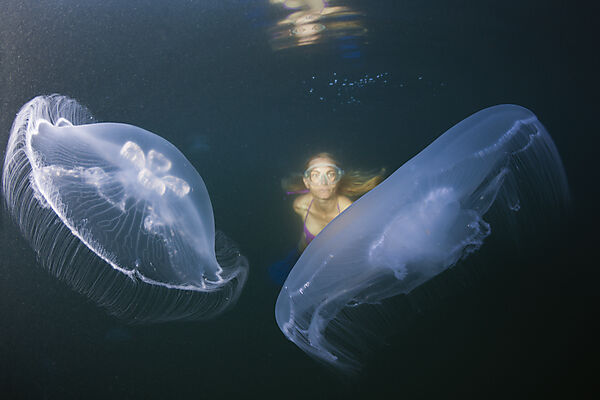 Ohrenquallen, Aurelia aurita, Raja Ampat, West Papua, Indonesien
