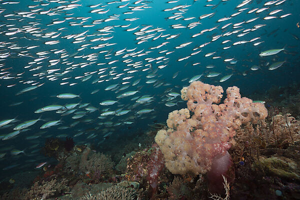Mosaic Fusiliers over Coral Reef, Pterocaesio tesselata, Raja Ampat, West Papua, Indonesia