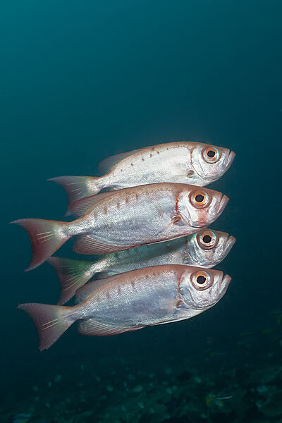Schwarm Riff-Grossaugen, Priacanthus hamrur, Raja Ampat, West Papua, Indonesien