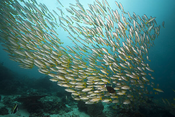 Schwarm Bengalen-Schnapper und Grossaugen-Schnapper, Lutjanus bengalensis, Lutjanus lutjanus, Raja Ampat, West Papua, Indonesien