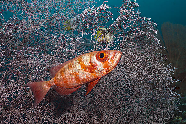 Riff-Grossauge, Priacanthus hamrur, Raja Ampat, West Papua, Indonesien