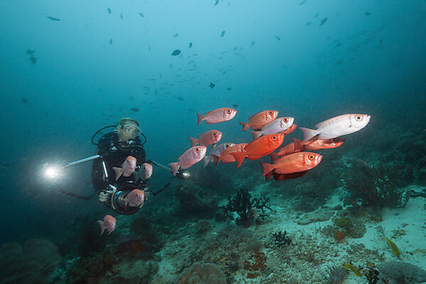 Shoal of Crescent-tail Bigeye, Priacanthus hamrur, Raja Ampat, West Papua, Indonesia