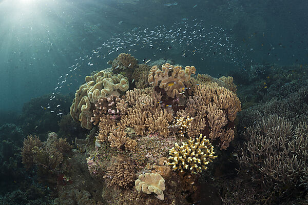 Korallenriff mit Lederkorallen, Raja Ampat, West Papua, Indonesien