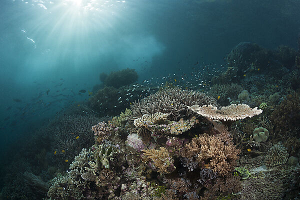 Korallenriff mit Lederkorallen, Raja Ampat, West Papua, Indonesien
