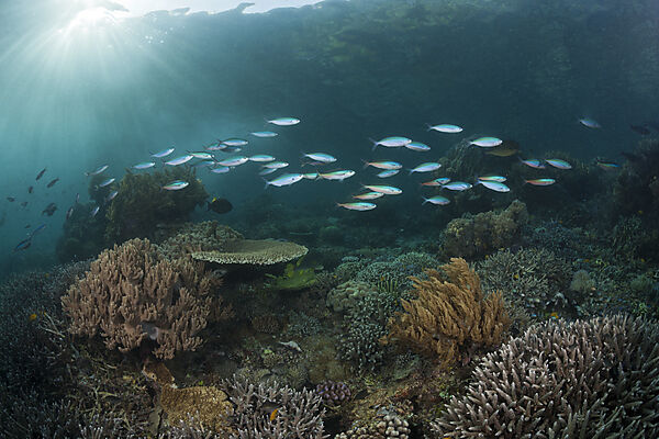 Gelblinien-Fuesiliere ueber Korallenriff, Pterocaesio tesselata, Raja Ampat, West Papua, Indonesien