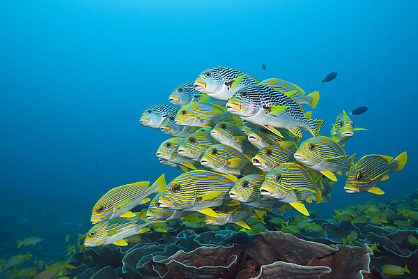 Schwarm Goldstreifen-Suesslippen, Plectorhinchus polytaenia, Raja Ampat, West Papua, Indonesien
