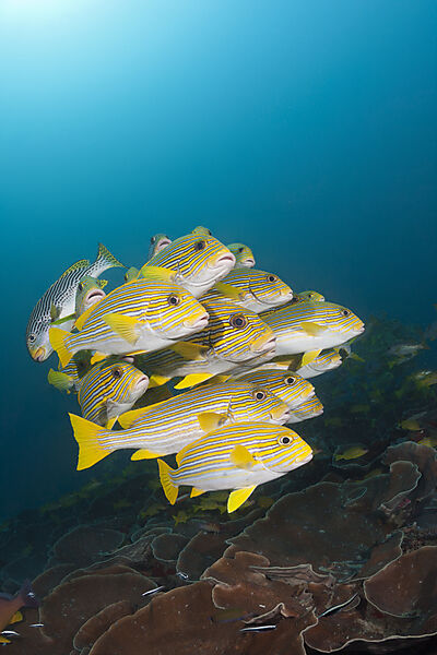 Schwarm Goldstreifen-Suesslippen, Plectorhinchus polytaenia, Raja Ampat, West Papua, Indonesien