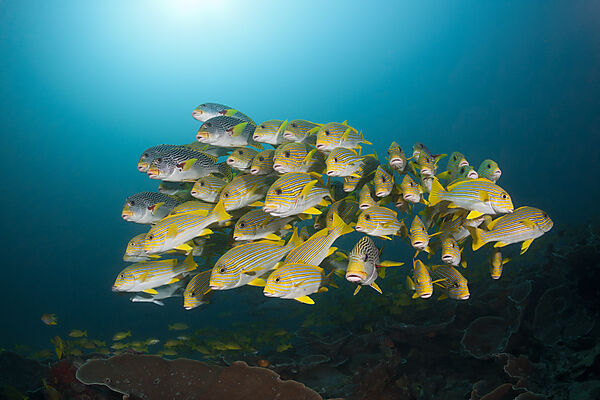 Schwarm Goldstreifen-Suesslippen, Plectorhinchus polytaenia, Raja Ampat, West Papua, Indonesien