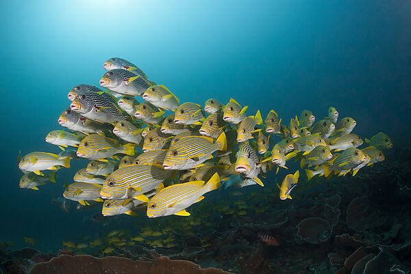 Schwarm Goldstreifen-Suesslippen, Plectorhinchus polytaenia, Raja Ampat, West Papua, Indonesien