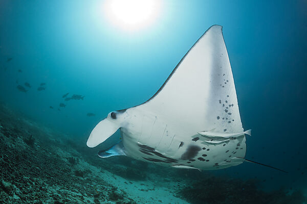 Reef Manta, Manta alfredi, Raja Ampat, West Papua, Indonesia