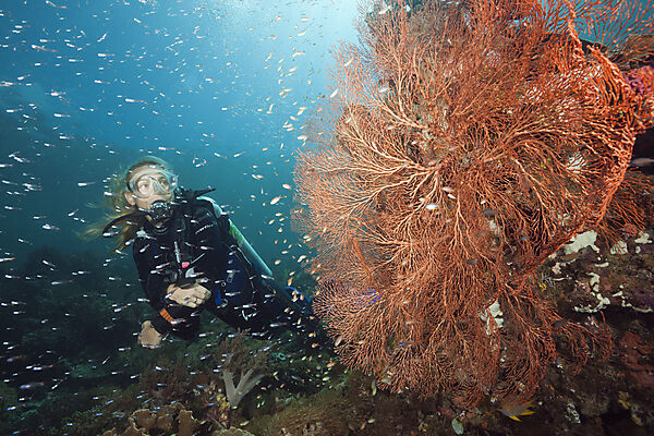 Red Spot Cardinalfish surrounding Coral Reef, Apogon parvulus, Raja Ampat, West Papua, Indonesia