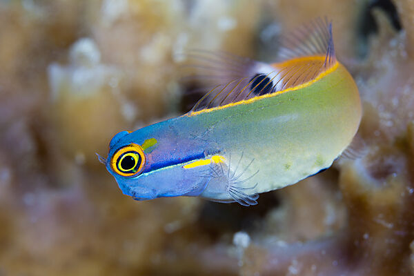 Tailspot Combtooth Blenny, Ecsenius stigmatura, Raja Ampat, West Papua, Indonesia