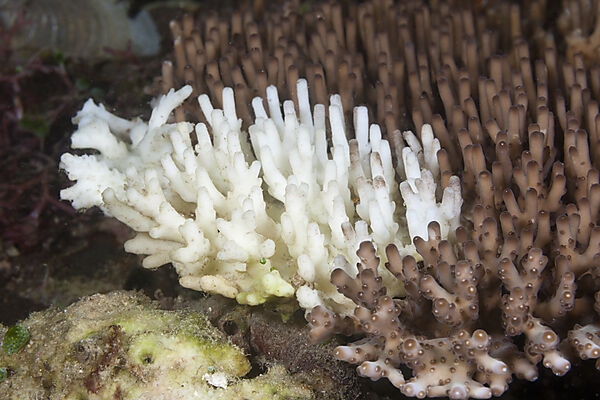 Korallenbleiche, Acropora, Raja Ampat, West Papua, Indonesien