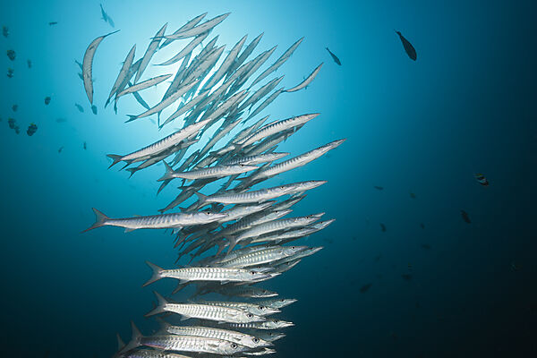 Shoal of Chevron Barracuda, Sphyraena qenie, Raja Ampat, West Papua, Indonesia