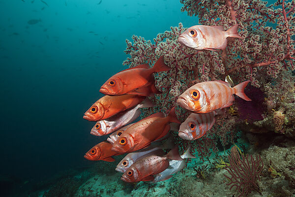 Shoal of Crescent-tail Bigeye, Priacanthus hamrur, Raja Ampat, West Papua, Indonesia