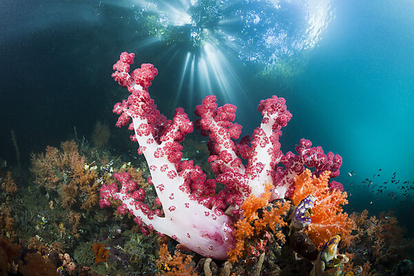 Corals growing near Mangroves, Raja Ampat, West Papua, Indonesia