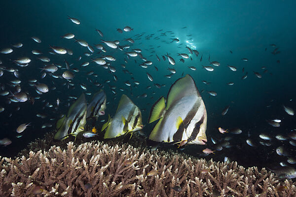 Pinnate Batfish, Platax pinnatus, Raja Ampat, West Papua, Indonesia