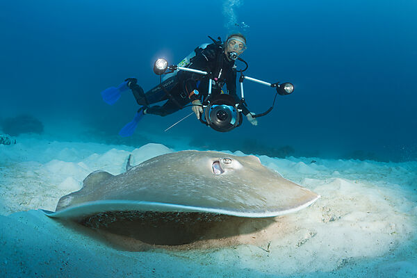 Pink Whipray, Himantura fai, Raja Ampat, West Papua, Indonesia