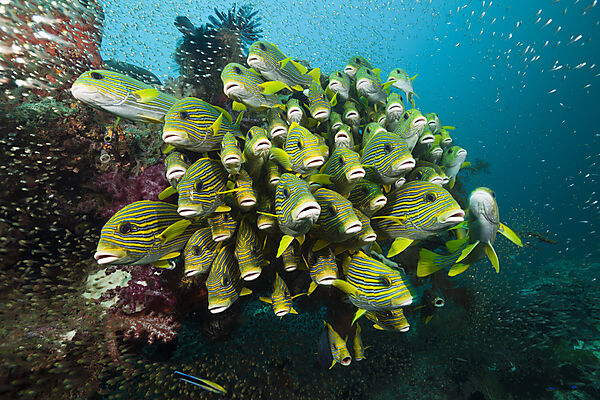 Shoal of Yellow-ribbon Sweetlips, Plectorhinchus polytaenia, Raja Ampat, West Papua, Indonesia