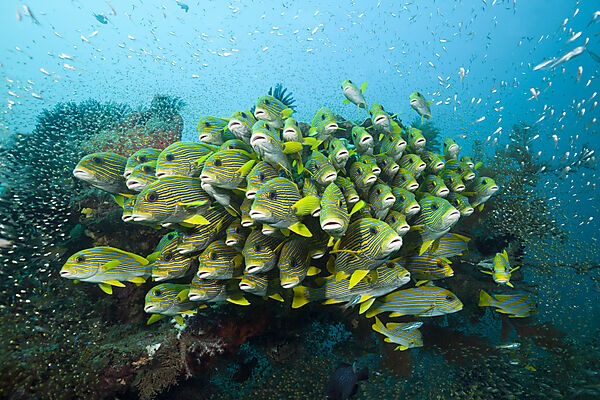 Shoal of Yellow-ribbon Sweetlips, Plectorhinchus polytaenia, Raja Ampat, West Papua, Indonesia
