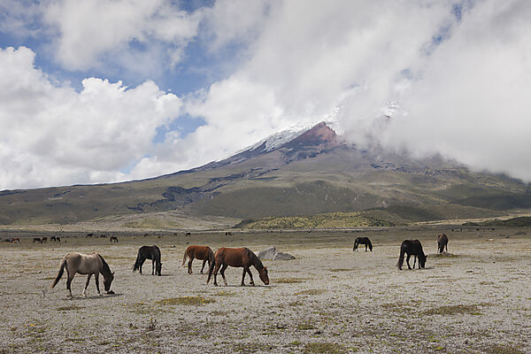 Wilde Pferde vor dem Cotopaxi, Cotopaxi Nationalpark, Galapagos, Ecuador