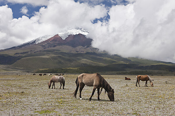 Wilde Pferde vor dem Cotopaxi, Cotopaxi Nationalpark, Galapagos, Ecuador