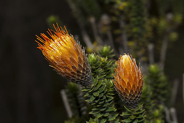 Endemische Chuquiraga Pflanze, Chuquiraga jussieui, Cotopaxi Nationalpark, Galapagos, Ecuador