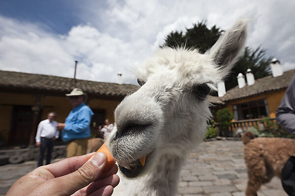 Lamas in der Hacienda San Augustin de Callo, Lama glama, Cotopaxi Nationalpark, Galapagos, Ecuador